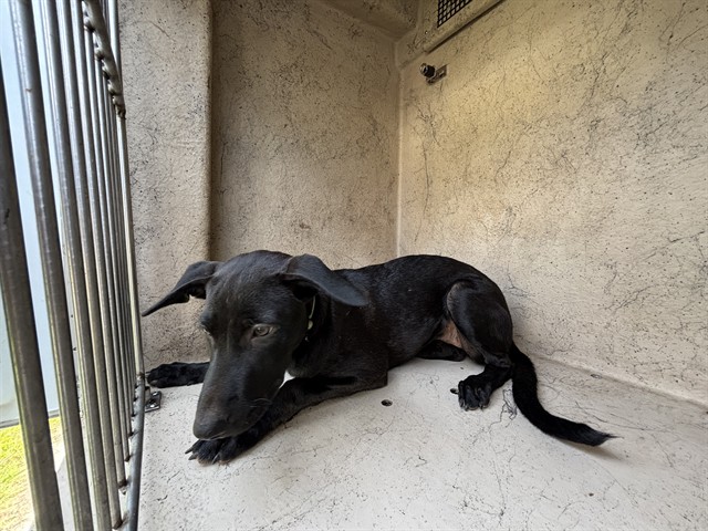 A481169, a Labrador Retriever, available for adoption