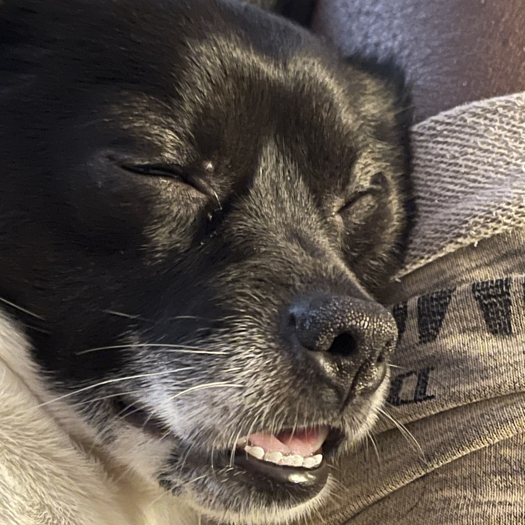 Samson, a Chihuahua, available for adoption
