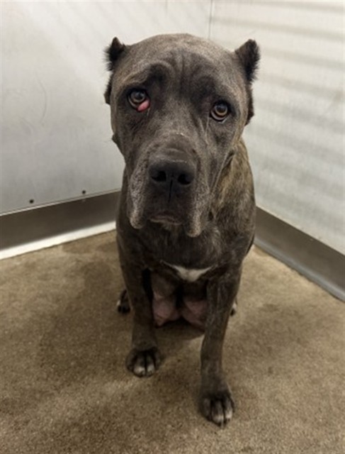 Dana, a Cane Corso Mastiff, available for adoption