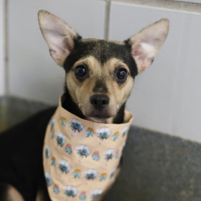 Baby, a Chihuahua (mix breed), available for adoption