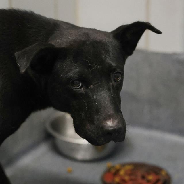 Henry, a Labrador Retriever (mix breed), available for adoption