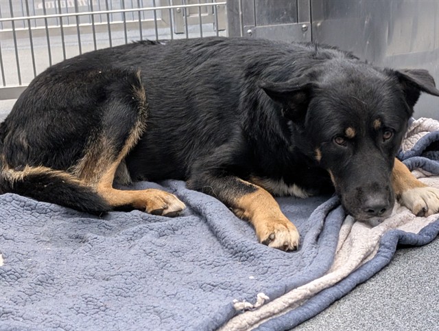 Billy, a Beauceron (mix breed), available for adoption