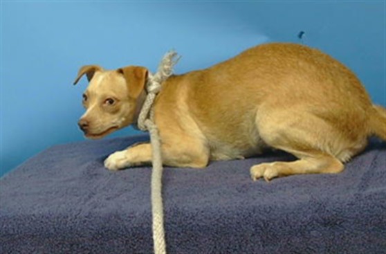 Loca, a Chihuahua, available for adoption