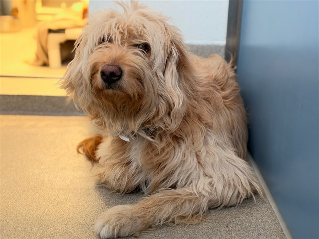 Napolin, a Wheaten Terrier (mix breed), available for adoption