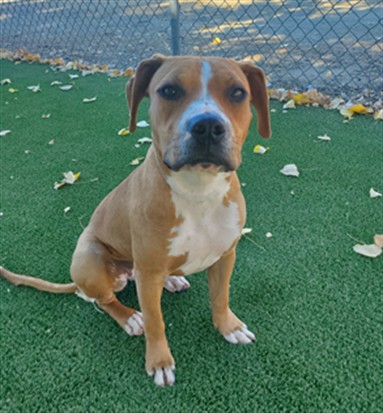 Lavina, a Pit Bull Terrier, available for adoption