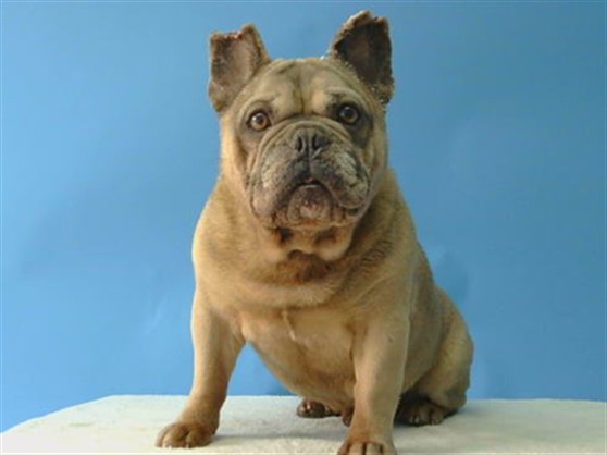 A5805477, a French Bulldog, available for adoption