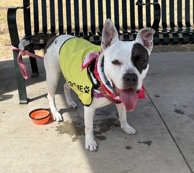 Mima, a Pit Bull Terrier (mix breed), available for adoption