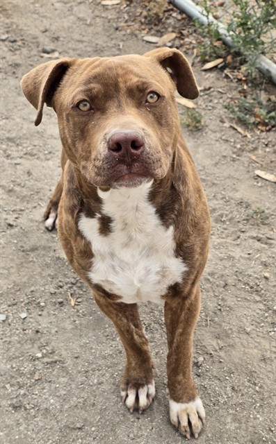 Charlie, a Pit Bull Terrier (mix breed), available for adoption