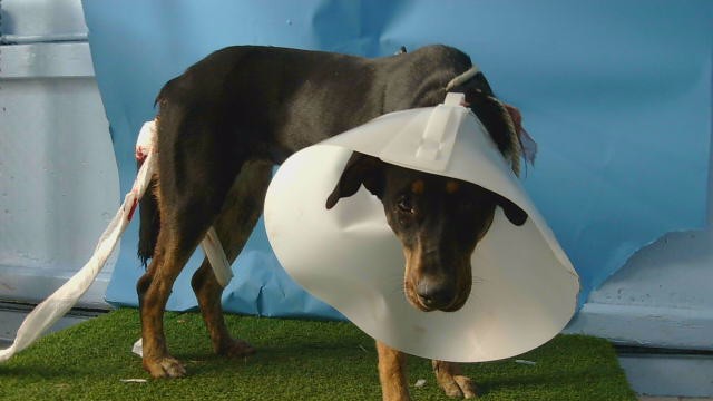 A5806919, a German Shepherd, available for adoption