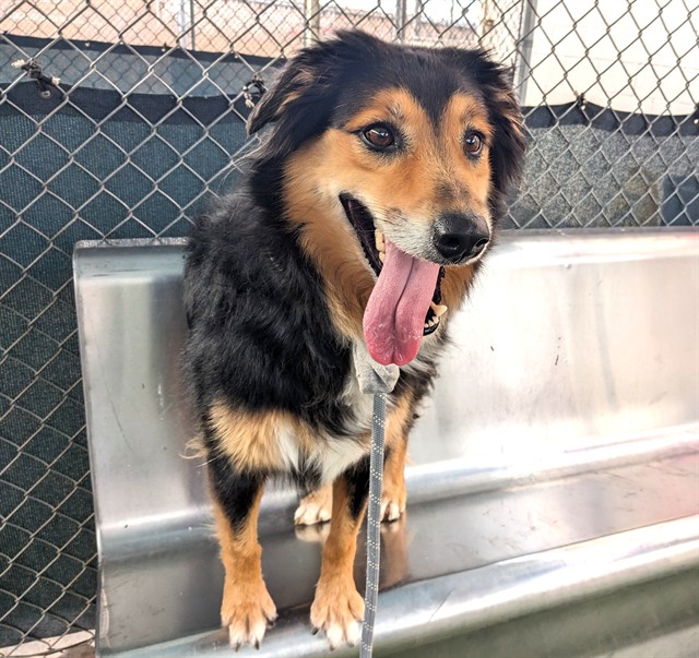 Dixie, a Australian Shepherd, available for adoption