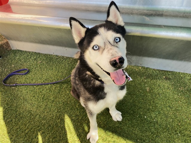 Balto, a Siberian Husky (mix breed), available for adoption