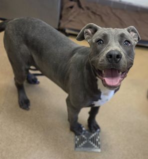 Legacy, a Pit Bull Terrier (mix breed), available for adoption