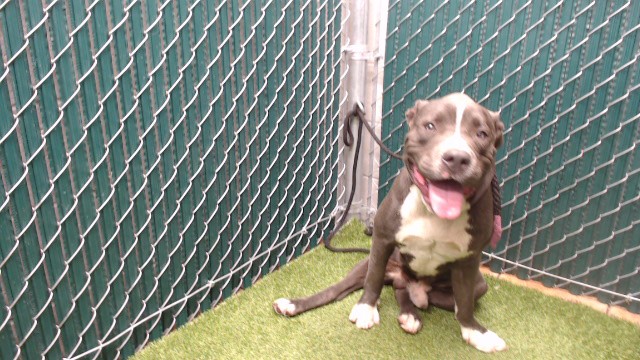 Droopy, a Bullmastiff, available for adoption