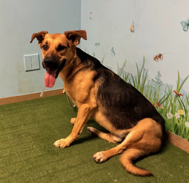Droop-A-Long, a German Shepherd, available for adoption