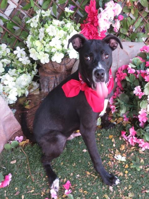 Oscar, a Black Labrador Retriever (mix breed), available for adoption