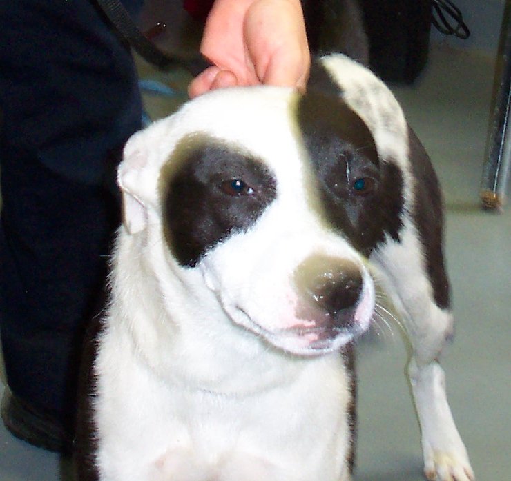 Other Photos of thie Dog