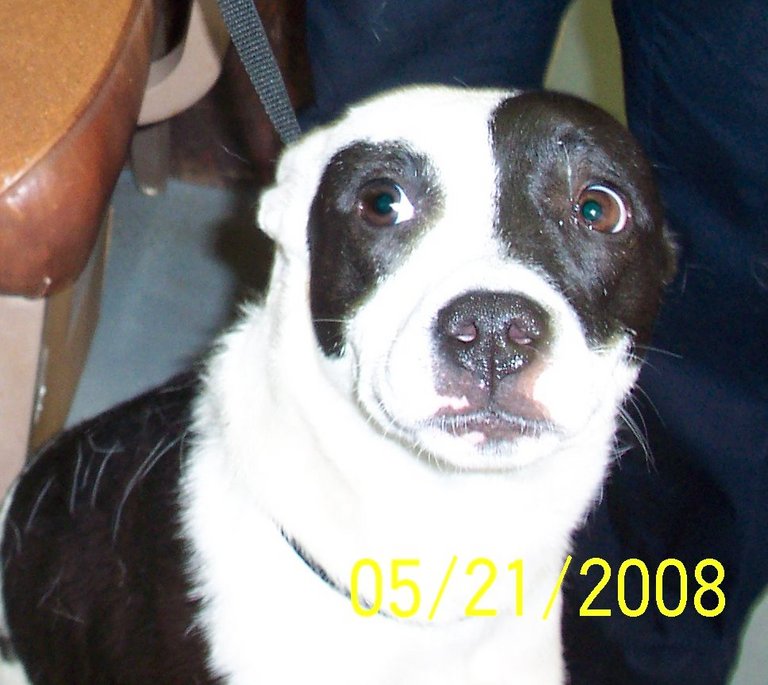 Other Photos of thie Dog