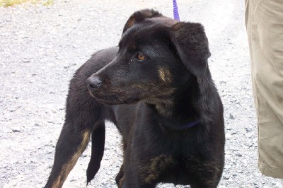 Other Photos of thie Dog