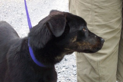Other Photos of thie Dog