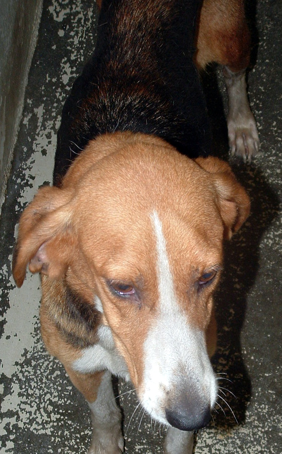 Other Photos of thie Dog