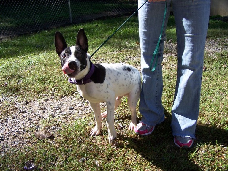 Other Photos of thie Dog