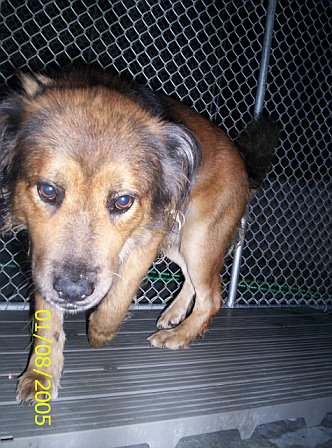 Other Photos of thie Dog