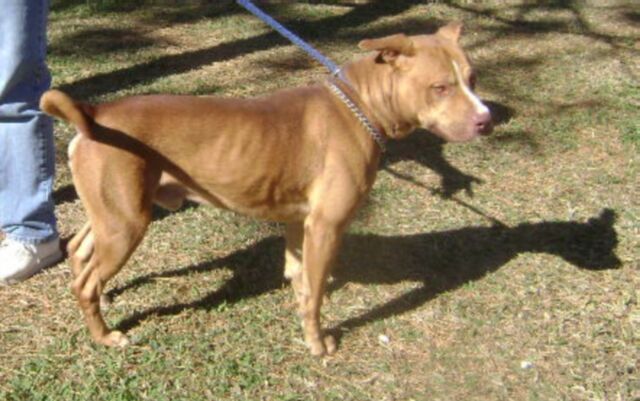 Other Photos of thie Dog
