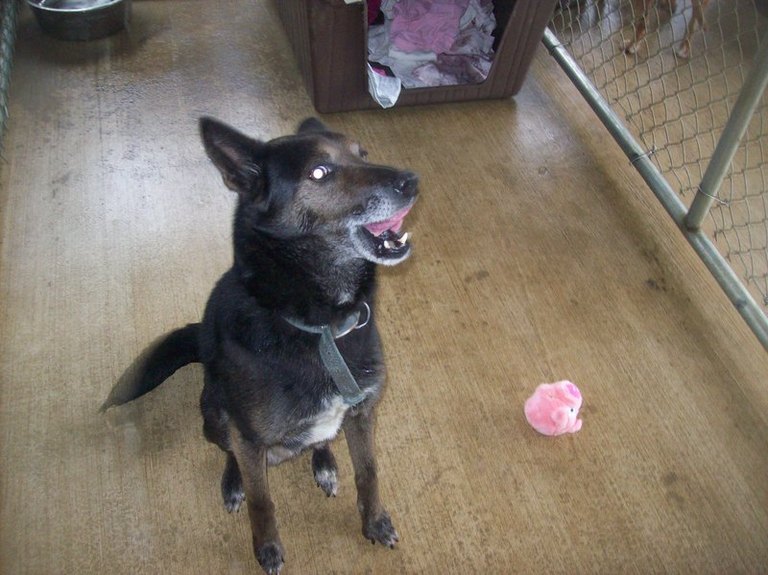 Other Photos of thie Dog