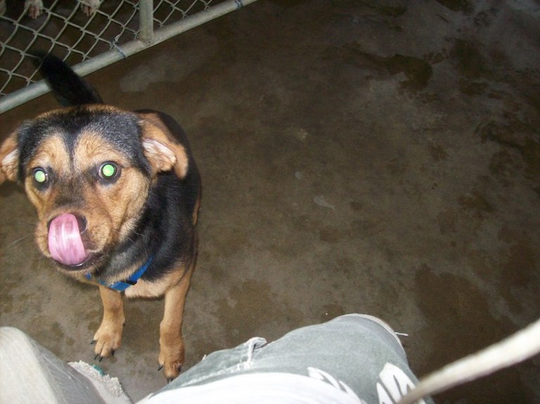 Other Photos of thie Dog