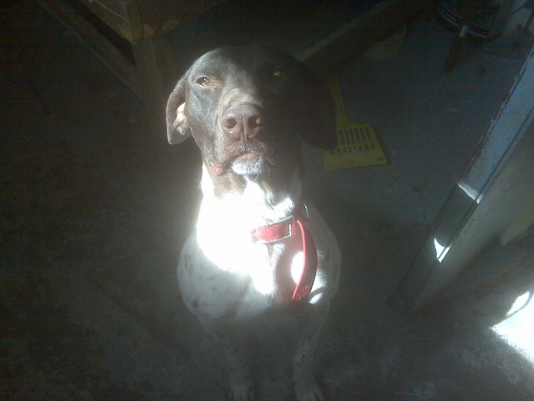Other Photos of thie Dog