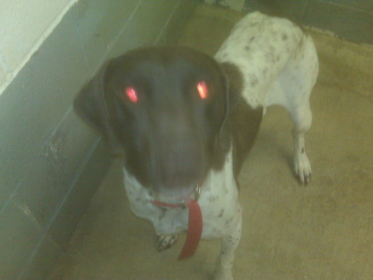 Other Photos of thie Dog