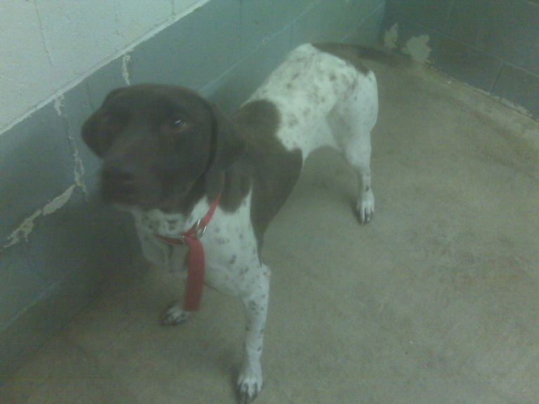 Other Photos of thie Dog