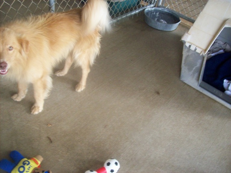 Other Photos of thie Dog