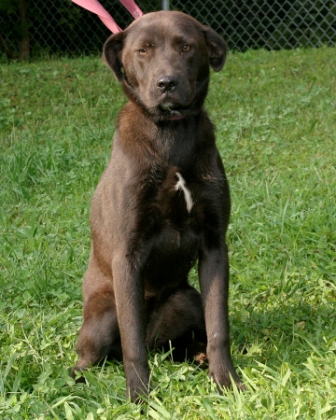Other Photos of thie Dog