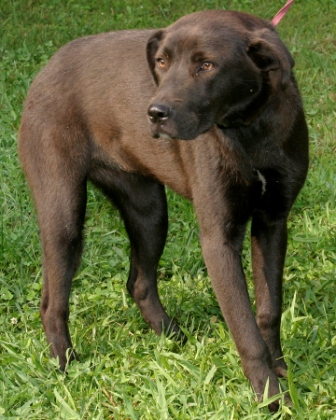 Other Photos of thie Dog