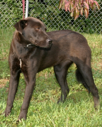 Other Photos of thie Dog