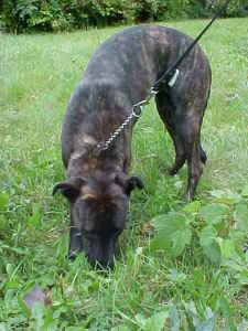 Other Photos of thie Dog