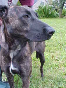 Other Photos of thie Dog