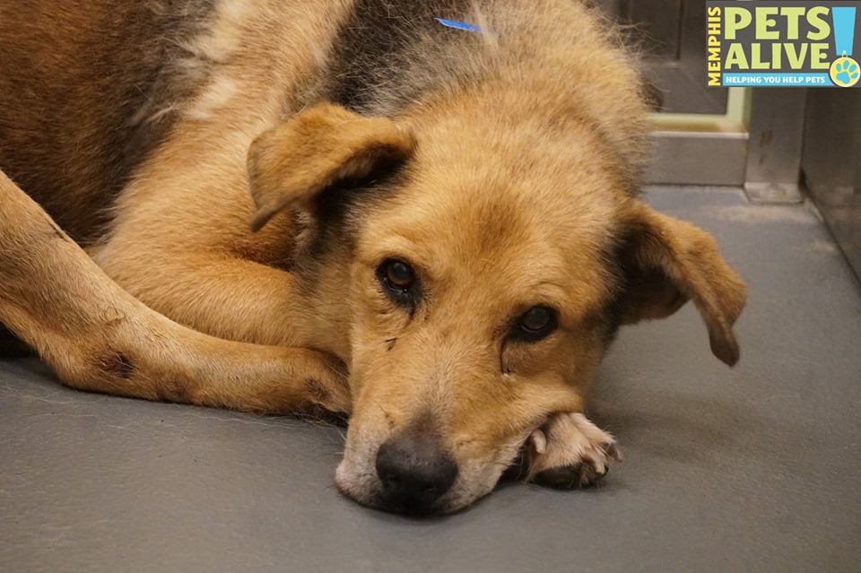 Other Photos of thie Dog