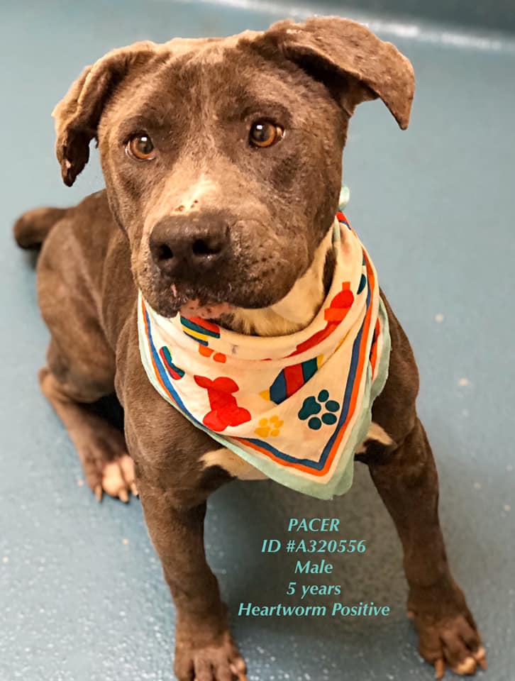 PACER located in Memphis, TN was euthanized on Jan 17, 2020!