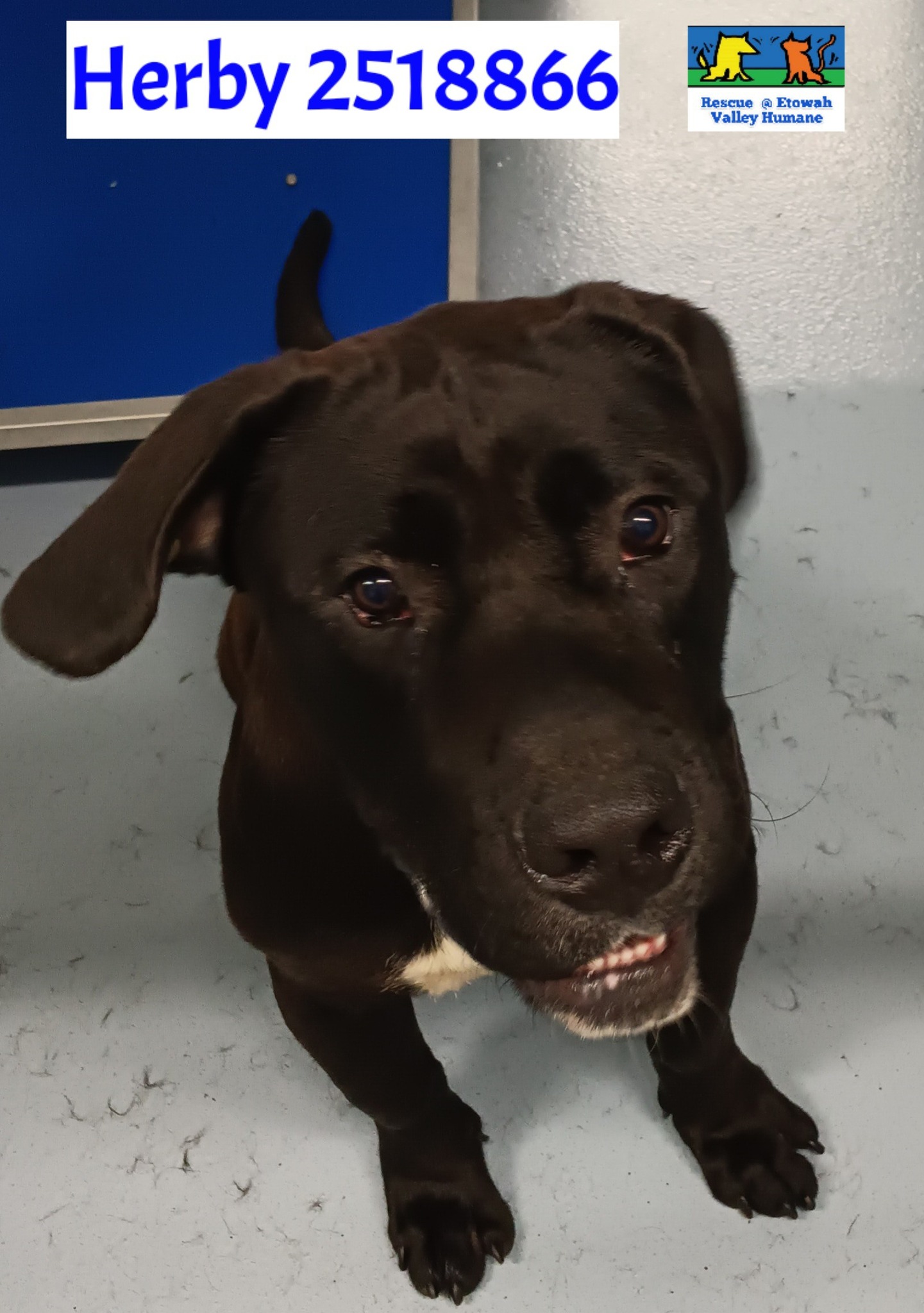 Main Photo of this Dog