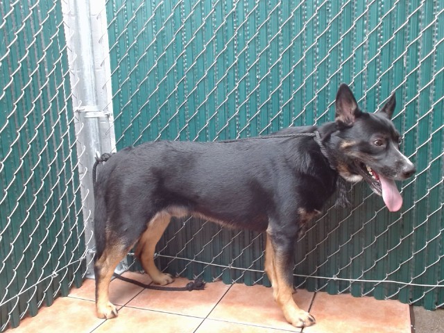 Main Photo of this Dog