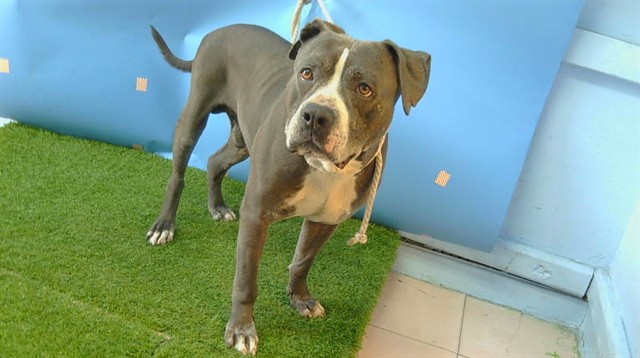 Other Photos of thie Dog