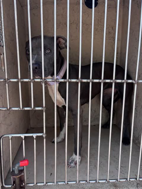 A477733, a American Staffordshire Terrier, available for adoption