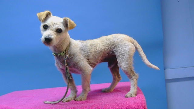 Scooter, a Terrier, available for adoption