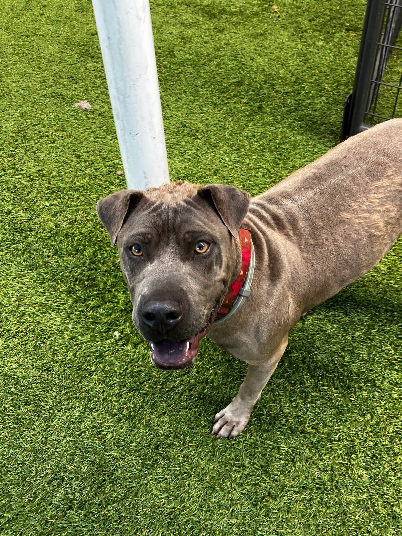Ace, a Pit Bull Terrier, available for adoption