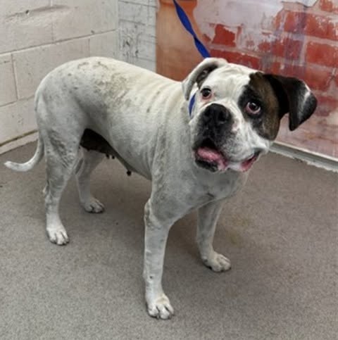 Helen, a Boxer, available for adoption