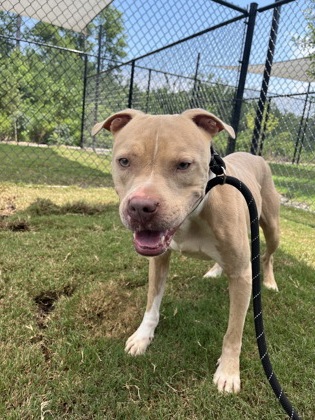 Butler, a Pit Bull Terrier, available for adoption
