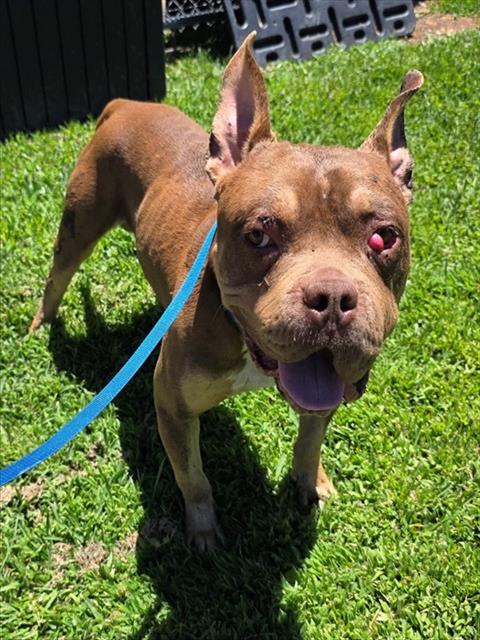 Bruce, a Pit Bull Terrier, available for adoption