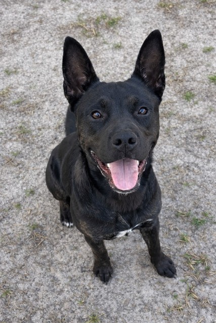 Harvey, a Pit Bull Terrier (mix breed), available for adoption